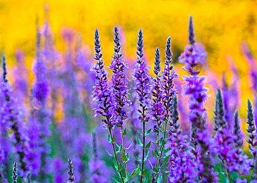 波西米亚互动展示新引擎 《武装突袭4》会是这样？